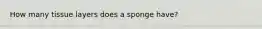 How many tissue layers does a sponge have?