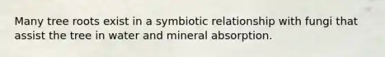 Many tree roots exist in a symbiotic relationship with fungi that assist the tree in water and mineral absorption.