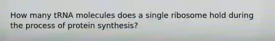 How many tRNA molecules does a single ribosome hold during the process of protein synthesis?