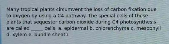 Many tropical plants circumvent the loss of carbon fixation due to oxygen by using a C4 pathway. The special cells of these plants that sequester carbon dioxide during C4 photosynthesis are called _____ cells. a. epidermal b. chlorenchyma c. mesophyll d. xylem e. bundle sheath