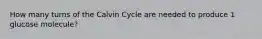 How many turns of the Calvin Cycle are needed to produce 1 glucose molecule?