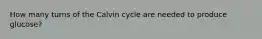 How many turns of the Calvin cycle are needed to produce glucose?