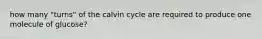 how many "turns" of the calvin cycle are required to produce one molecule of glucose?