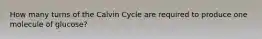 How many turns of the Calvin Cycle are required to produce one molecule of glucose?