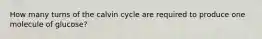 How many turns of the calvin cycle are required to produce one molecule of glucose?