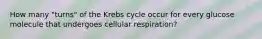 How many "turns" of the Krebs cycle occur for every glucose molecule that undergoes cellular respiration?