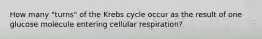 How many "turns" of the Krebs cycle occur as the result of one glucose molecule entering cellular respiration?