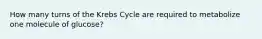 How many turns of the Krebs Cycle are required to metabolize one molecule of glucose?