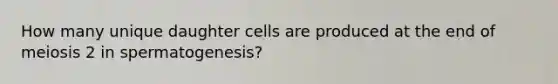 How many unique daughter cells are produced at the end of meiosis 2 in spermatogenesis?