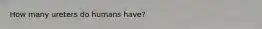 How many ureters do humans have?
