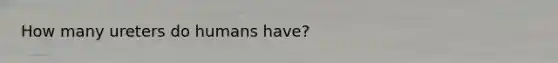 How many ureters do humans have?