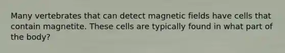 Many vertebrates that can detect magnetic fields have cells that contain magnetite. These cells are typically found in what part of the body?