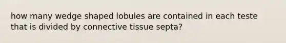 how many wedge shaped lobules are contained in each teste that is divided by connective tissue septa?