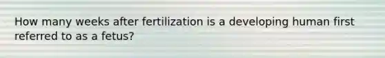 How many weeks after fertilization is a developing human first referred to as a fetus?