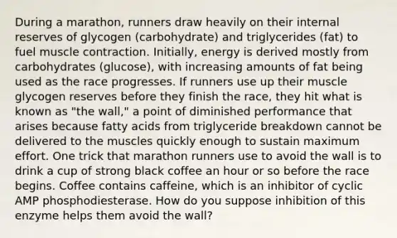 During a marathon, runners draw heavily on their internal reserves of glycogen (carbohydrate) and triglycerides (fat) to fuel muscle contraction. Initially, energy is derived mostly from carbohydrates (glucose), with increasing amounts of fat being used as the race progresses. If runners use up their muscle glycogen reserves before they finish the race, they hit what is known as "the wall," a point of diminished performance that arises because fatty acids from triglyceride breakdown cannot be delivered to the muscles quickly enough to sustain maximum effort. One trick that marathon runners use to avoid the wall is to drink a cup of strong black coffee an hour or so before the race begins. Coffee contains caffeine, which is an inhibitor of cyclic AMP phosphodiesterase. How do you suppose inhibition of this enzyme helps them avoid the wall?