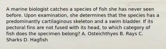 A marine biologist catches a species of fish she has never seen before. Upon examination, she determines that the species has a predominantly cartilaginous skeleton and a swim bladder. If its pectoral fins are not fused with its head, to which category of fish does the specimen belong? A. Osteichthyes B. Rays C. Sharks D. Hagfish