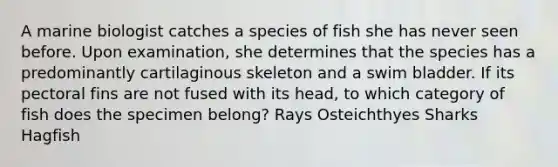 A marine biologist catches a species of fish she has never seen before. Upon examination, she determines that the species has a predominantly cartilaginous skeleton and a swim bladder. If its pectoral fins are not fused with its head, to which category of fish does the specimen belong? Rays Osteichthyes Sharks Hagfish