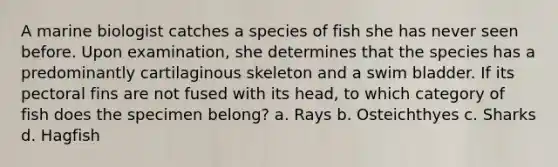 A marine biologist catches a species of fish she has never seen before. Upon examination, she determines that the species has a predominantly cartilaginous skeleton and a swim bladder. If its pectoral fins are not fused with its head, to which category of fish does the specimen belong? a. Rays b. Osteichthyes c. Sharks d. Hagfish