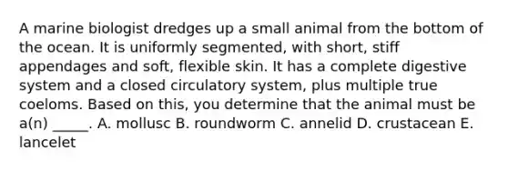 A marine biologist dredges up a small animal from the bottom of the ocean. It is uniformly segmented, with short, stiff appendages and soft, flexible skin. It has a complete digestive system and a closed circulatory system, plus multiple true coeloms. Based on this, you determine that the animal must be a(n) _____. A. mollusc B. roundworm C. annelid D. crustacean E. lancelet