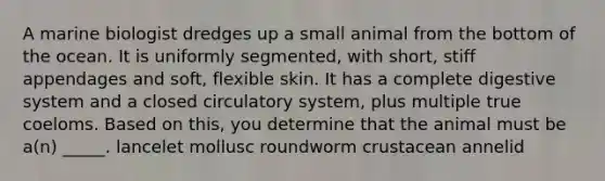 A marine biologist dredges up a small animal from the bottom of the ocean. It is uniformly segmented, with short, stiff appendages and soft, flexible skin. It has a complete digestive system and a closed circulatory system, plus multiple true coeloms. Based on this, you determine that the animal must be a(n) _____. lancelet mollusc roundworm crustacean annelid