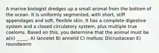 A marine biologist dredges up a small animal from the bottom of the ocean. It is uniformly segmented, with short, stiff appendages and soft, flexible skin. It has a complete digestive system and a closed circulatory system, plus multiple true coeloms. Based on this, you determine that the animal must be a(n) _____. A) lancelet B) annelid C) mollusc D)crustacean E) roundworm