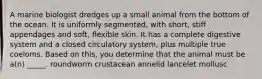 A marine biologist dredges up a small animal from the bottom of the ocean. It is uniformly segmented, with short, stiff appendages and soft, flexible skin. It has a complete digestive system and a closed circulatory system, plus multiple true coeloms. Based on this, you determine that the animal must be a(n) _____. roundworm crustacean annelid lancelet mollusc