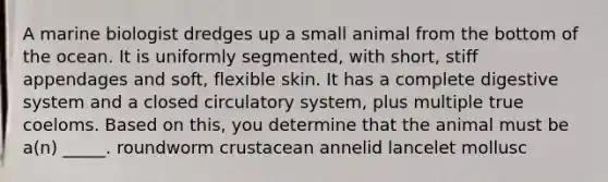 A marine biologist dredges up a small animal from the bottom of the ocean. It is uniformly segmented, with short, stiff appendages and soft, flexible skin. It has a complete digestive system and a closed circulatory system, plus multiple true coeloms. Based on this, you determine that the animal must be a(n) _____. roundworm crustacean annelid lancelet mollusc