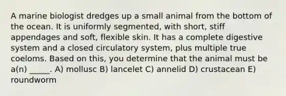 A marine biologist dredges up a small animal from the bottom of the ocean. It is uniformly segmented, with short, stiff appendages and soft, flexible skin. It has a complete digestive system and a closed circulatory system, plus multiple true coeloms. Based on this, you determine that the animal must be a(n) _____. A) mollusc B) lancelet C) annelid D) crustacean E) roundworm