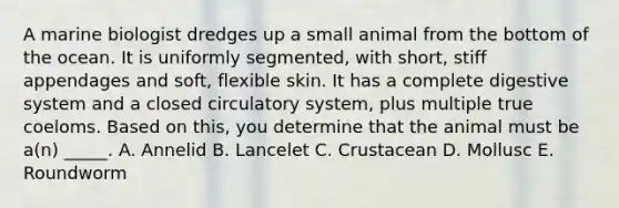 A marine biologist dredges up a small animal from the bottom of the ocean. It is uniformly segmented, with short, stiff appendages and soft, flexible skin. It has a complete digestive system and a closed circulatory system, plus multiple true coeloms. Based on this, you determine that the animal must be a(n) _____. A. Annelid B. Lancelet C. Crustacean D. Mollusc E. Roundworm