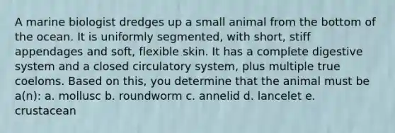 A marine biologist dredges up a small animal from the bottom of the ocean. It is uniformly segmented, with short, stiff appendages and soft, flexible skin. It has a complete digestive system and a closed circulatory system, plus multiple true coeloms. Based on this, you determine that the animal must be a(n): a. mollusc b. roundworm c. annelid d. lancelet e. crustacean