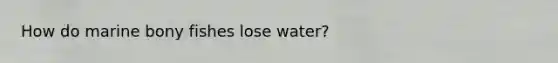 How do marine bony fishes lose water?