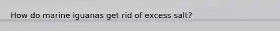 How do marine iguanas get rid of excess salt?