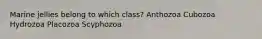 Marine jellies belong to which class? Anthozoa Cubozoa Hydrozoa Placozoa Scyphozoa