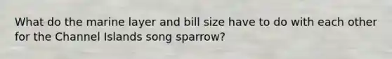 What do the marine layer and bill size have to do with each other for the Channel Islands song sparrow?