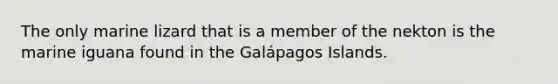 The only marine lizard that is a member of the nekton is the marine iguana found in the Galápagos Islands.