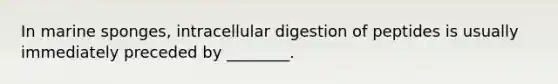 In marine sponges, intracellular digestion of peptides is usually immediately preceded by ________.