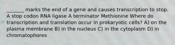 _______ marks the end of a gene and causes transcription to stop. A stop codon RNA ligase A terminator Methionine Where do transcription and translation occur in prokaryotic cells? A) on the plasma membrane B) in the nucleus C) in the cytoplasm D) in chromatophores