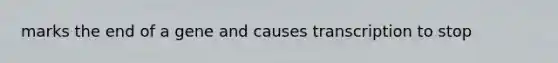 marks the end of a gene and causes transcription to stop