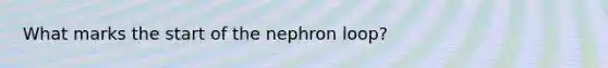 What marks the start of the nephron loop?