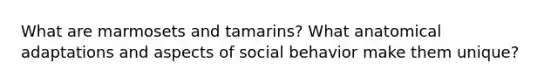 What are marmosets and tamarins? What anatomical adaptations and aspects of social behavior make them unique?