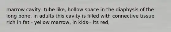 marrow cavity- tube like, hollow space in the diaphysis of the long bone, in adults this cavity is filled with connective tissue rich in fat - yellow marrow, in kids-- its red,