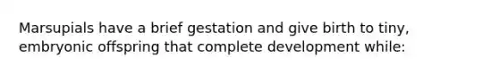 Marsupials have a brief gestation and give birth to tiny, embryonic offspring that complete development while: