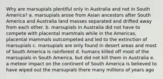 Why are marsupials plentiful only in Australia and not in South America? a. marsupials arose from Asian ancestors after South America and Australia land masses separated and drifted away from each other. b. marsupials in Australia did not have to compete with placental mammals while in the Americas, placental mammals outcompeted and led to the extinction of marsupials c. marsupials are only found in desert areas and most of South America is rainforest d. humans killed off most of the marsupials in South America, but did not kill them in Australia e. a meteor impact on the continent of South America is believed to have wiped out the marsupials there many millions of years ago