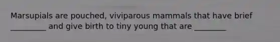 Marsupials are pouched, viviparous mammals that have brief _________ and give birth to tiny young that are ________