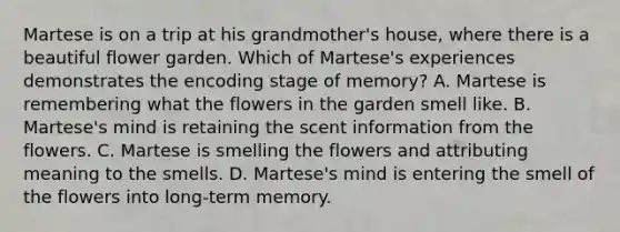 Martese is on a trip at his grandmother's house, where there is a beautiful flower garden. Which of Martese's experiences demonstrates the encoding stage of memory? A. Martese is remembering what the flowers in the garden smell like. B. Martese's mind is retaining the scent information from the flowers. C. Martese is smelling the flowers and attributing meaning to the smells. D. Martese's mind is entering the smell of the flowers into long-term memory.