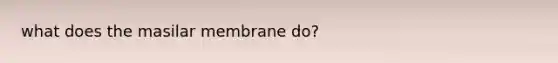 what does the masilar membrane do?