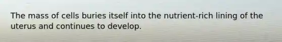The mass of cells buries itself into the nutrient-rich lining of the uterus and continues to develop.