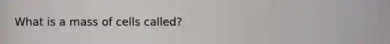 What is a mass of cells called?