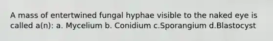 A mass of entertwined fungal hyphae visible to the naked eye is called a(n): a. Mycelium b. Conidium c.Sporangium d.Blastocyst