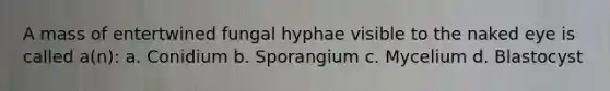 A mass of entertwined fungal hyphae visible to the naked eye is called a(n): a. Conidium b. Sporangium c. Mycelium d. Blastocyst